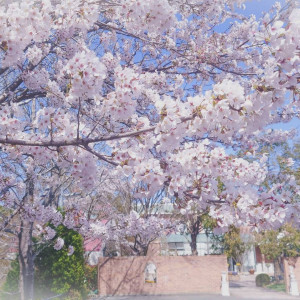 駐車場は敷地に併設されており、70台駐車可能だからアクセス良好。春には桜の木が並び、前撮りでもロケ代なしで桜の写真が撮影できちゃう。|ブライダルフォートの写真(27251409)