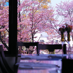 ブルーミントンヒル2階の併設レストラン「リストランテ フォレスタ・ヴェルデ」からは満開の桜をお楽しみいただけます。|ブルーミントンヒルの写真(286767)