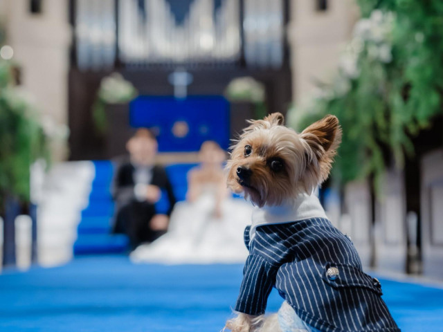 ”ペット婚“で選ばれるアニヴェルセル白壁