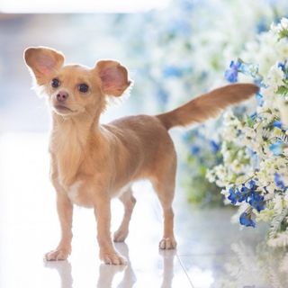 【全館OK!】ペットと叶える結婚式〈1組貸切×オリジナルW〉