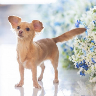 《ペットと叶える結婚式》1組貸切オリジナルW×安心相談会