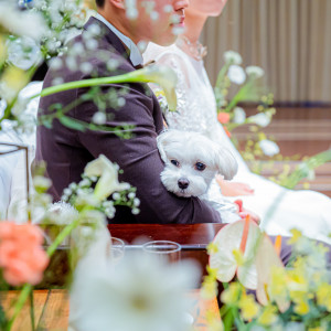 【ペットwedding】わんちゃんも一日一緒に過ごせるので安心！|ウエディングレストラン ジュレの写真(50488895)