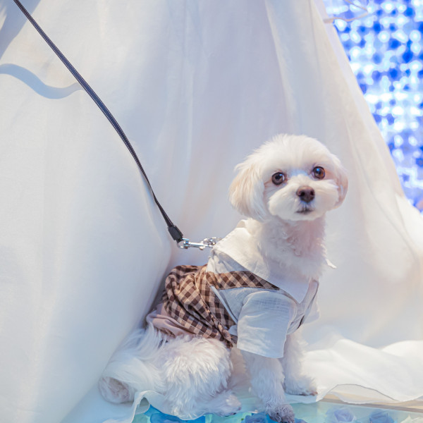 【ペットwedding】