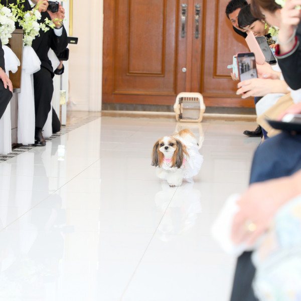 東京のペットと一緒の結婚式ができる結婚式場 口コミ人気の選 ウエディングパーク