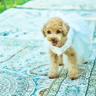 【大切なご家族と】ペットwedding相談会×特別優待付き