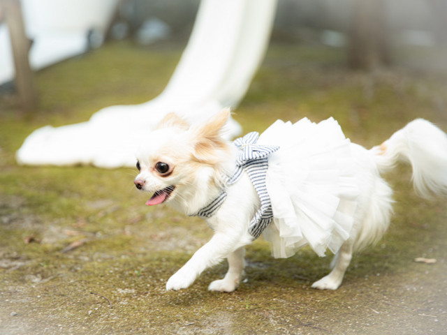 貸切邸宅だから挙式から披露宴まで愛犬と【ずっと一緒】のウェディング