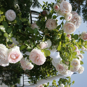 季節に咲き誇る大輪のバラのガーデン|クラブハウスセフィロトの写真(234227)