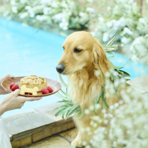 わんダフルプランを利用して愛犬も一緒のウエディング。|軽井沢プリンスホテル  フォレスターナ軽井沢の写真(52980537)
