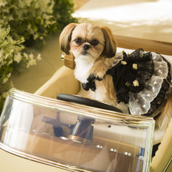 リングドックの演出も可能