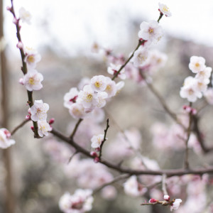 2月に開催される「梅まつり」で有名な梅の名所で知られる。境内には300本もの梅が咲き誇り華やかに。|湯島天神の写真(16807288)