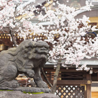 湯島天神