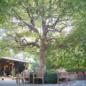 エグリーズドゥ葉山庵のシンボルツリーは自然の力みなぎるパワースポットです＊゜レストランのメインダイニングから眺めることができ、ゲストの皆様の心も癒してくれます♪|プリティチャペル大宮（ セントパルク教会 ）の写真(7898838)
