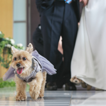 【愛犬との結婚式】大切な家族であるワンちゃんと一緒に挙式が可能です◎