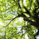 ケヤキの木漏れ日が清々しい空間。