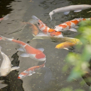 館内には池があり、鯉といった和を感じることの出来る和みの会場。|EXEX GARDEN（エグゼクス・ガーデン）の写真(2114209)