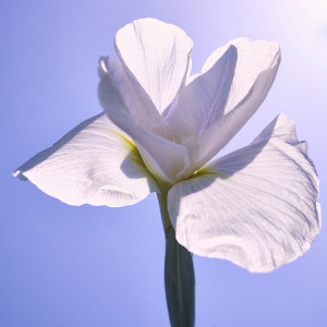 白い1輪の花のように輝く花嫁様をサポートいたします+*|ブランレヴュー宇都宮アクアテラスの写真(40751783)