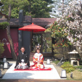 ある小春日和の前撮り写真。梅の花がちょうど咲いていて、まるでお雛様のよう