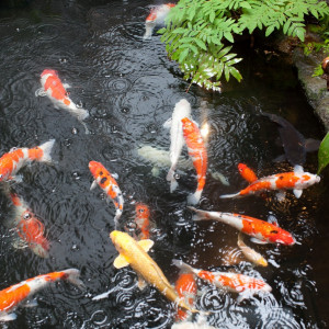 池の鯉もお二人の結婚式に華を添えます。|THE GARDEN PLACE 小林樓の写真(426795)