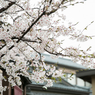 9月までに結婚式を挙げられる方限定!桜のお箸プレゼント!