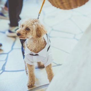 【大切な家族!ペットと一緒の結婚式】自由度抜群◎限定特典あり