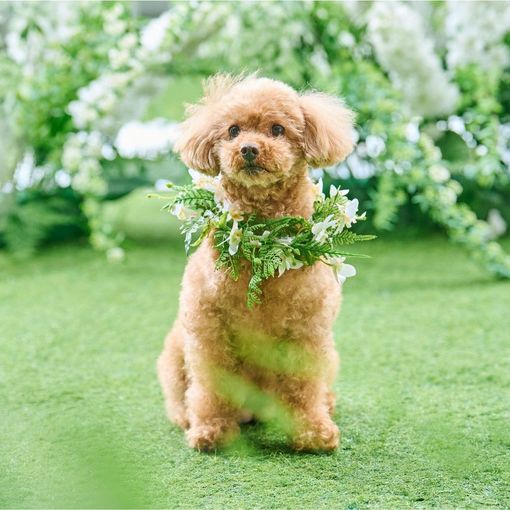 伊勢山ヒルズの結婚式の公式写真（2枚目）