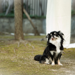 宿泊提携や愛犬の衣装レンタル、リングドッグのトレーナー紹介も相談OK！|BIANCARA HILLSIDE TERRACE（ビアンカーラ ヒルサイドテラス）の写真(44250701)