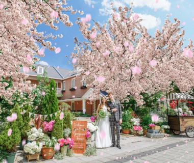 春には満開の桜のなかウェディングを♪