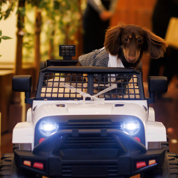 ワンちゃんも安心の充実サポート付き