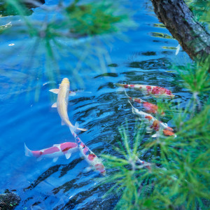 四季折々の庭園を臨む三瀧荘|三瀧荘の写真(35853584)