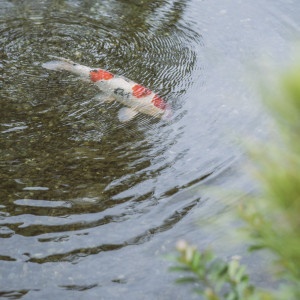 鯉も優雅に泳ぐ庭園|Precious&Gracious マリエール 神水苑の写真(35464849)