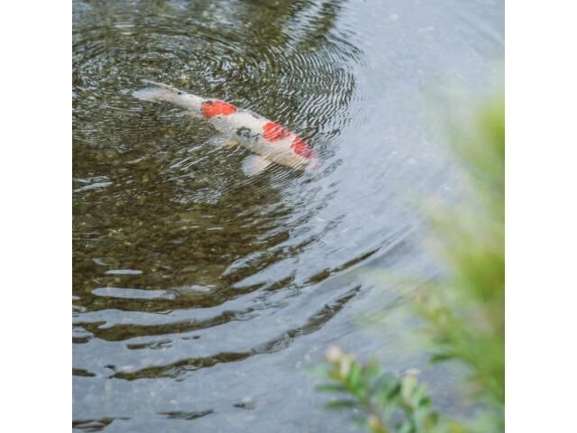 豪華特典でお得に