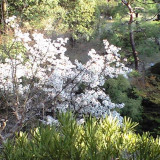 春の庭園 桜