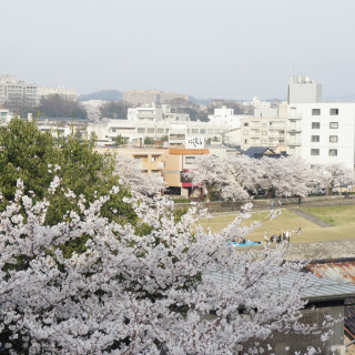 2階大広間からは、犀川沿いの桜を望むことができます