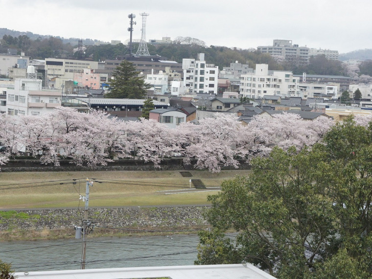 2階大広間から犀川沿いの桜が一望できます