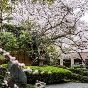 新しい季節に咲き誇る満開の桜|SHOHAKUEN HOTEL 松柏園ホテルの写真(38195918)