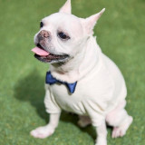 ペットとのご来館も歓迎!結婚式当日も参加OK♪