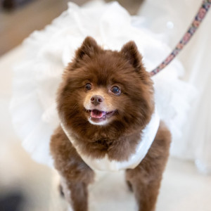 【愛犬と一緒】ガーデン付のチャペルで一緒に過ごすペット婚＊