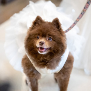 【愛犬と一緒】ガーデン付のチャペルで一緒に過ごすペット婚＊