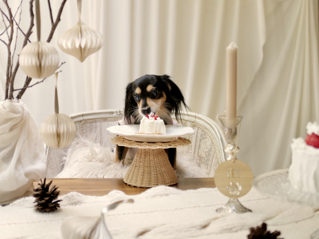 ★全ての会場でペットOK★