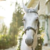 【午前中来館特典】白馬のエンツォ君に会える!!