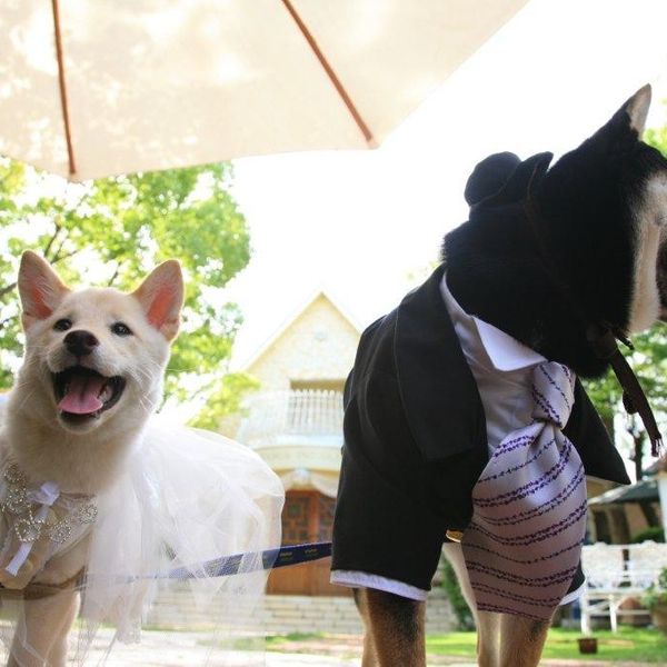 大切な家族だから愛犬やペットも一緒に特別な日を過ごそう|ザ・グリーンカーメル(The Green Carmel)の写真(329012)