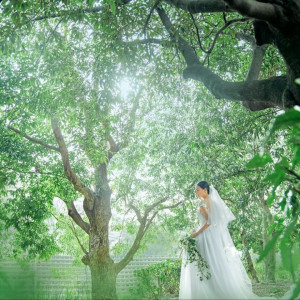 【140万優待×4万Gift】緑溢れる滝チャペル×20大特典*3万試食