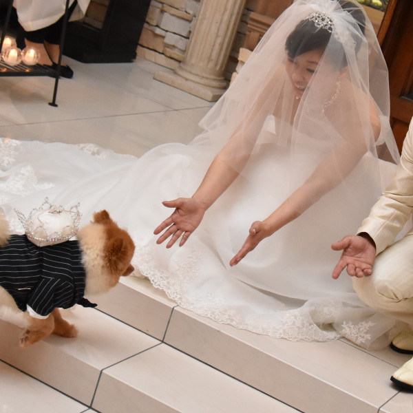 かわいい！わんチャンで思い出の結婚式