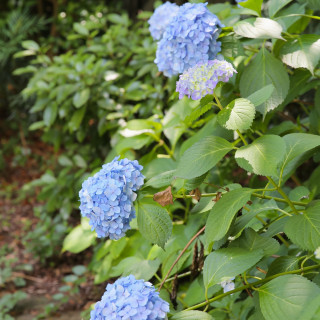 6月には紫陽花が咲き梅雨の時期はより緑が濃い雰囲気に