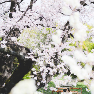 桜大樹のカーテンに隠れてのKissショット♪*。