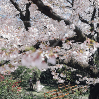 桜を背景におふたりの自然ショット*