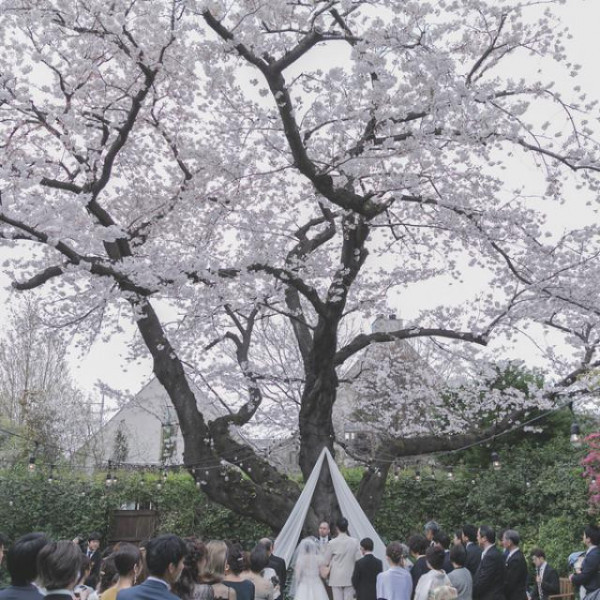 明治時代からここにある桜大樹がおふたりの永遠の誓いも見守ります