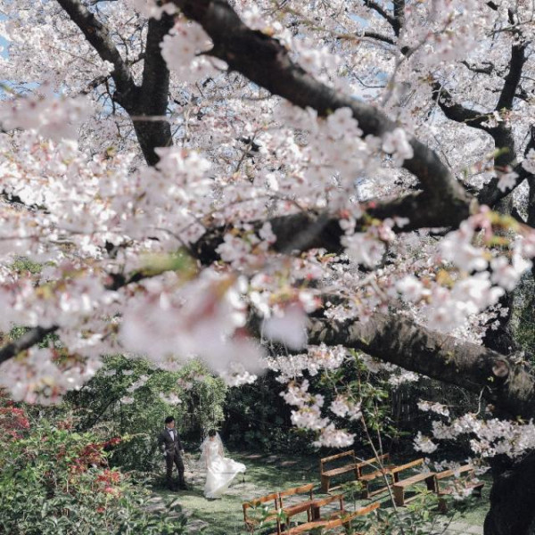 樹齢120年を迎える唯一桜の木の下でのクラリならではの写真*。