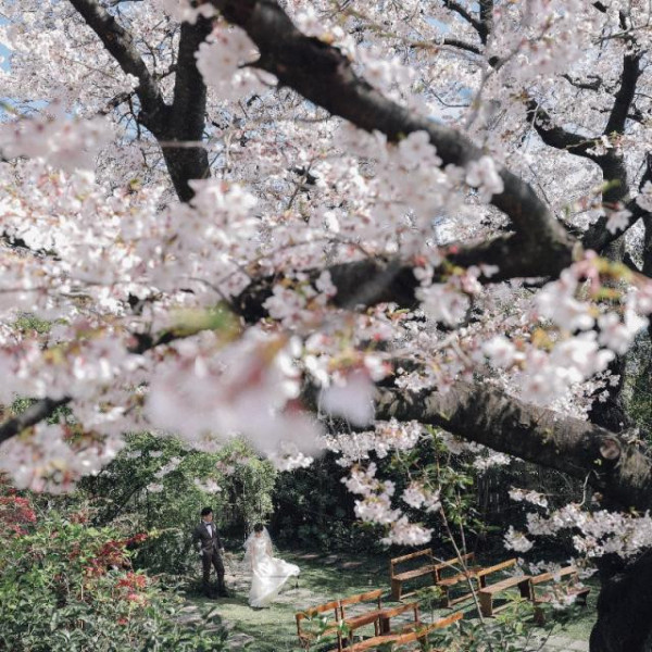 明治時代からここにある桜大樹がおふたりの永遠の誓いも見守ります