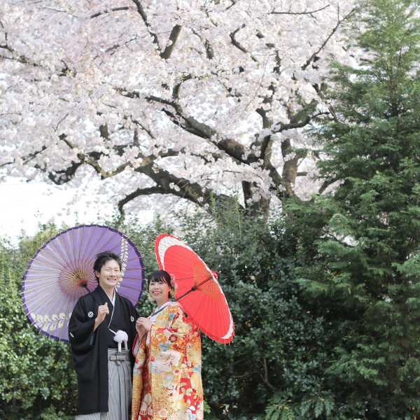 日本人だからこそ「桜×和装」が映える！この季節にしかできないことをぜひ☆